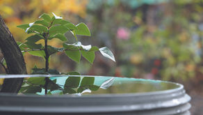 Discover Native Gardening