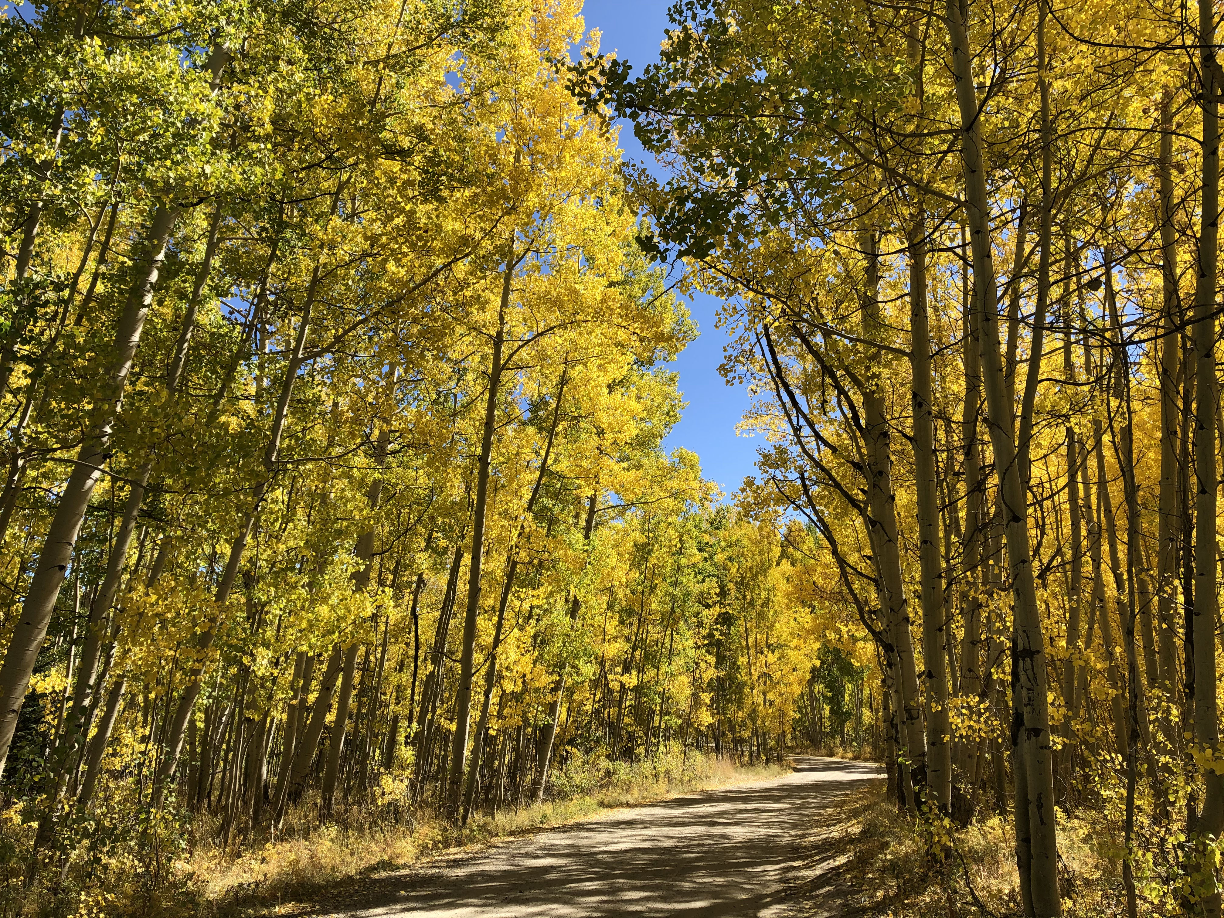 Crested Butte Colorado fall colors