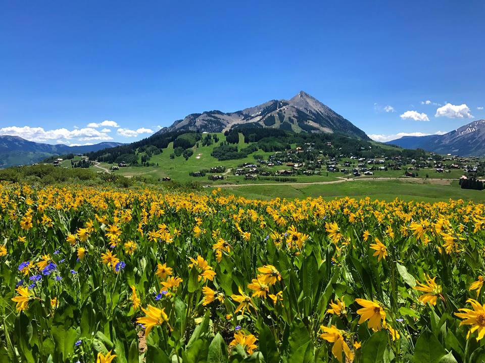Crested Butte Colorado wild flowers