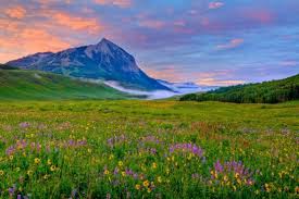 Crested Butte Colorado wild flowers
