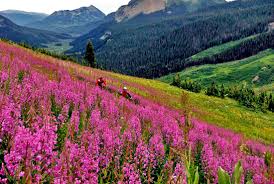 Crested Butte Colorado pink wild flowers