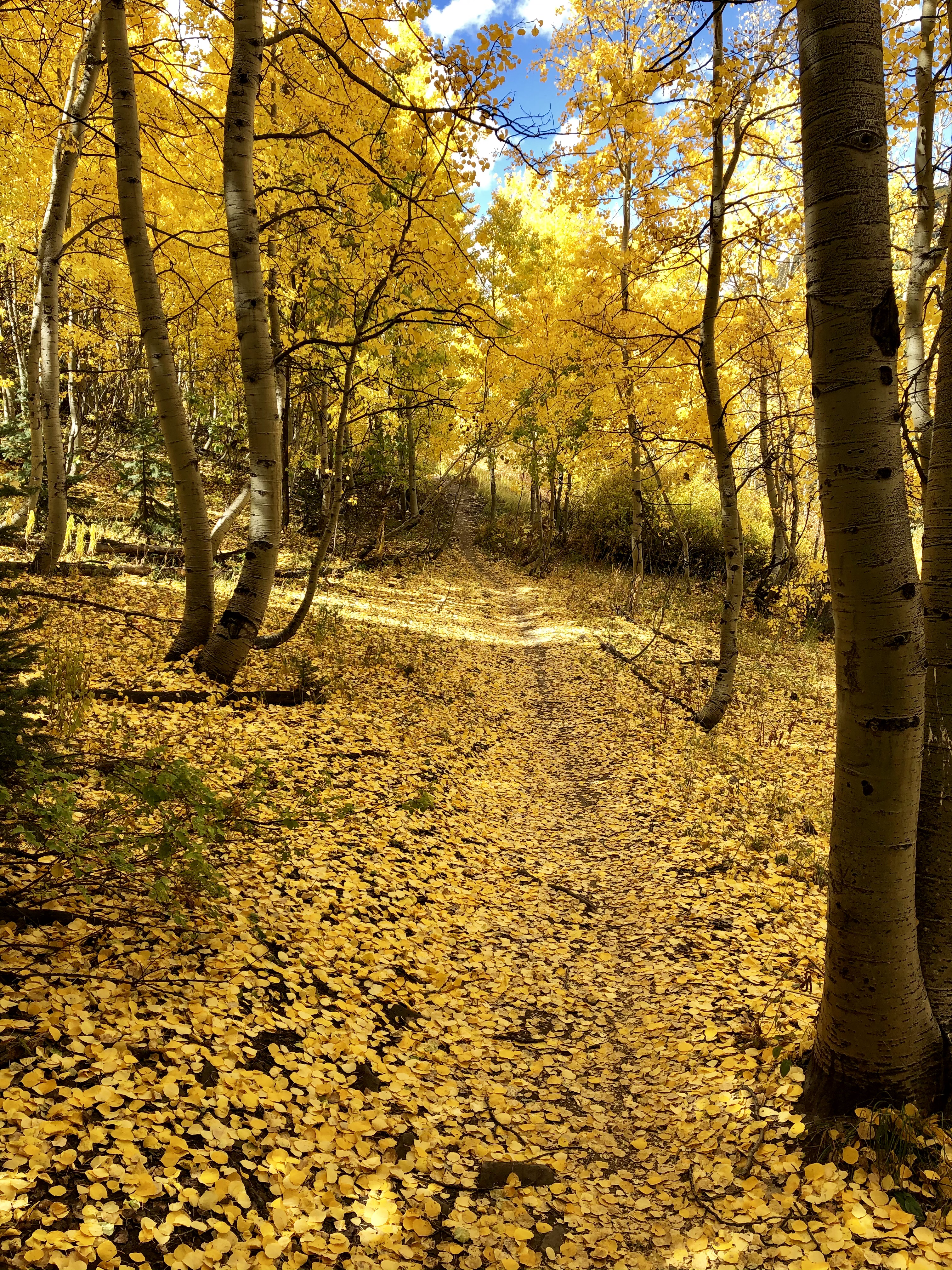 Crested Butte Colorado fall yellow aspen trees