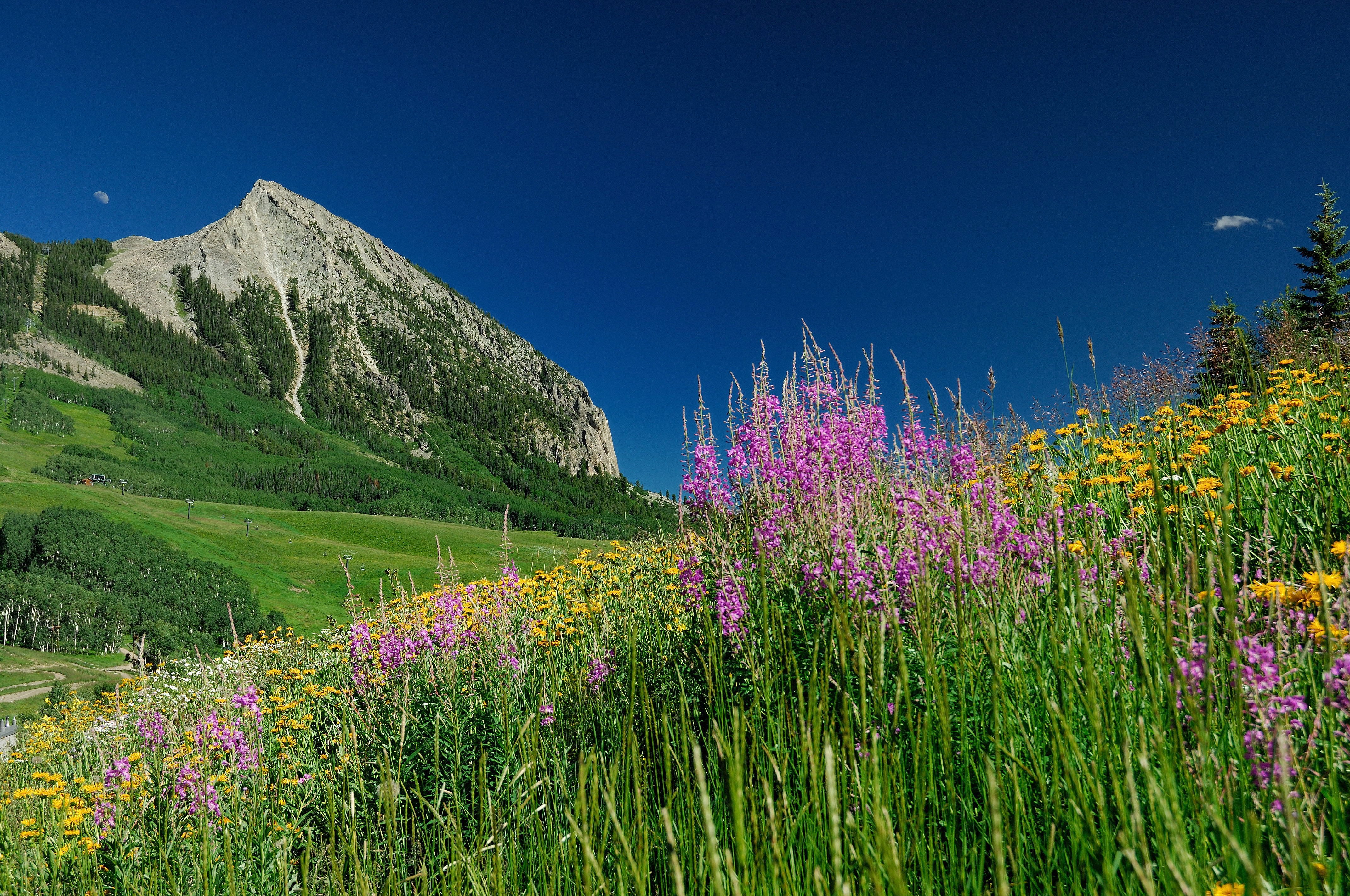Crested Butte Colorado wild flower festival