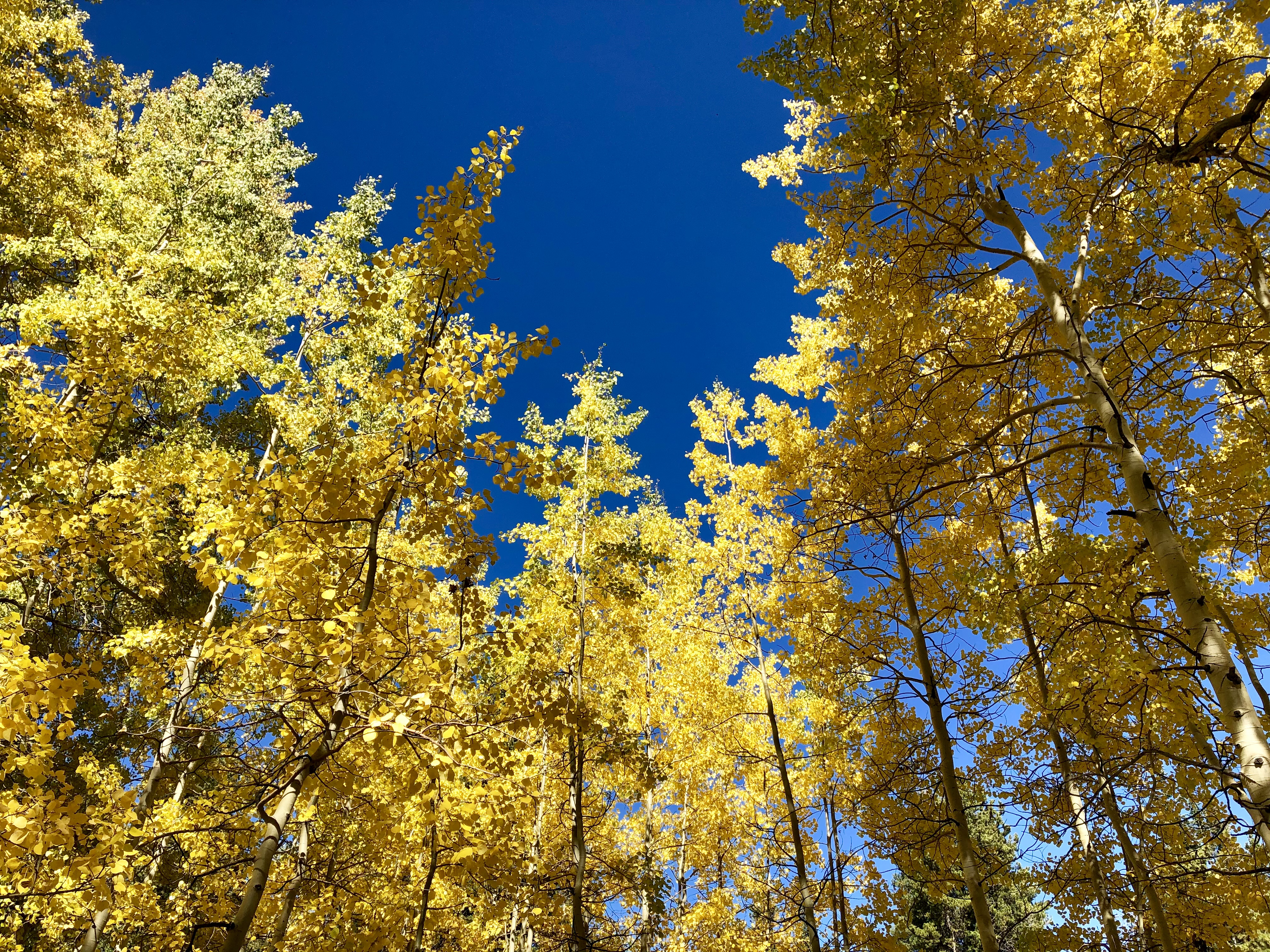 Crested Butte Colorado fall