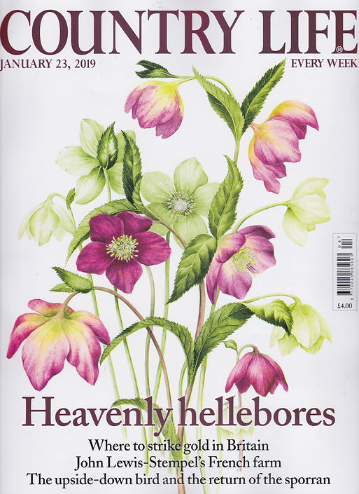 Country Life p1.jpeg