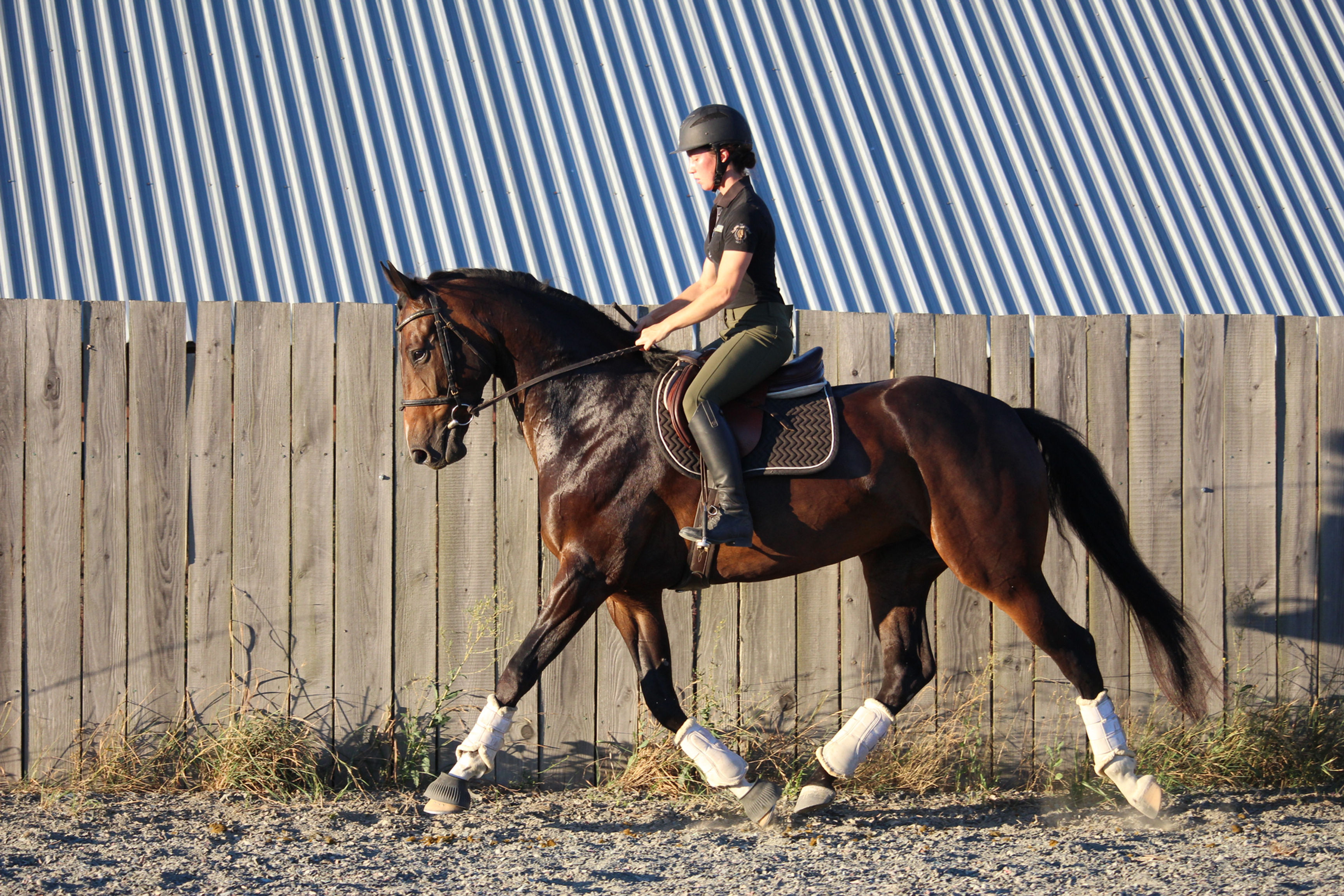 Selena TN 2018 Mare by Sagnol / Sir Gregory / Freestyle