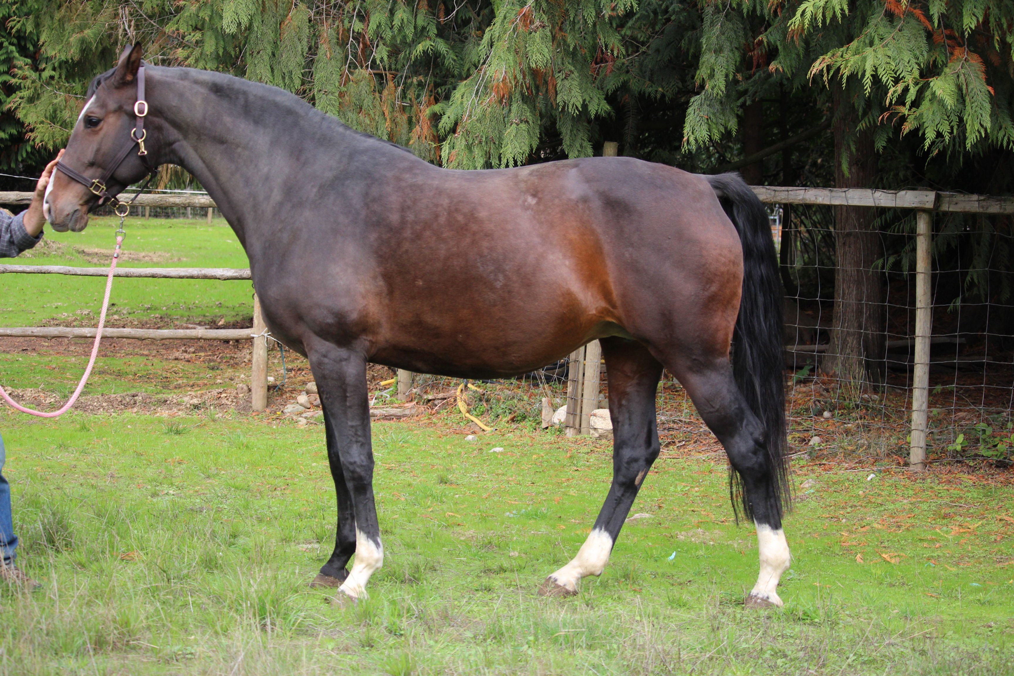 Sabrina TN Broodmare inquire