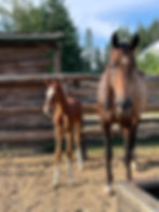 Thumbnail: Fiona TN 2023 Mare by Finnigan / Sir Gregory / Freestyle