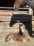 Thumbnail: Bienchen TN 2023 Filly by Banderas / Sagnol / Amiro