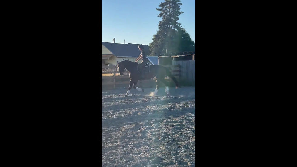 Thumbnail: Selena TN 2018 Mare by Sagnol / Sir Gregory / Freestyle
