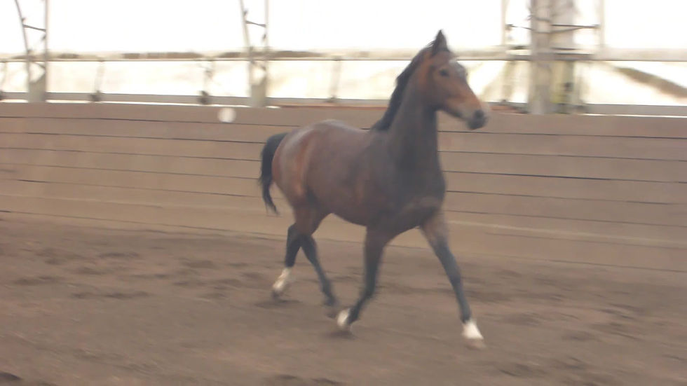 Thumbnail: Selena TN 2018 Mare by Sagnol / Sir Gregory / Freestyle