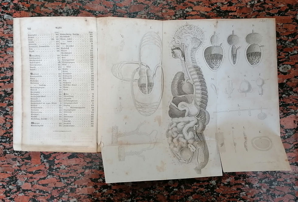 Thumbnail: Burdach Carl Friedrich, Anthropologie für das gebildete Publicum