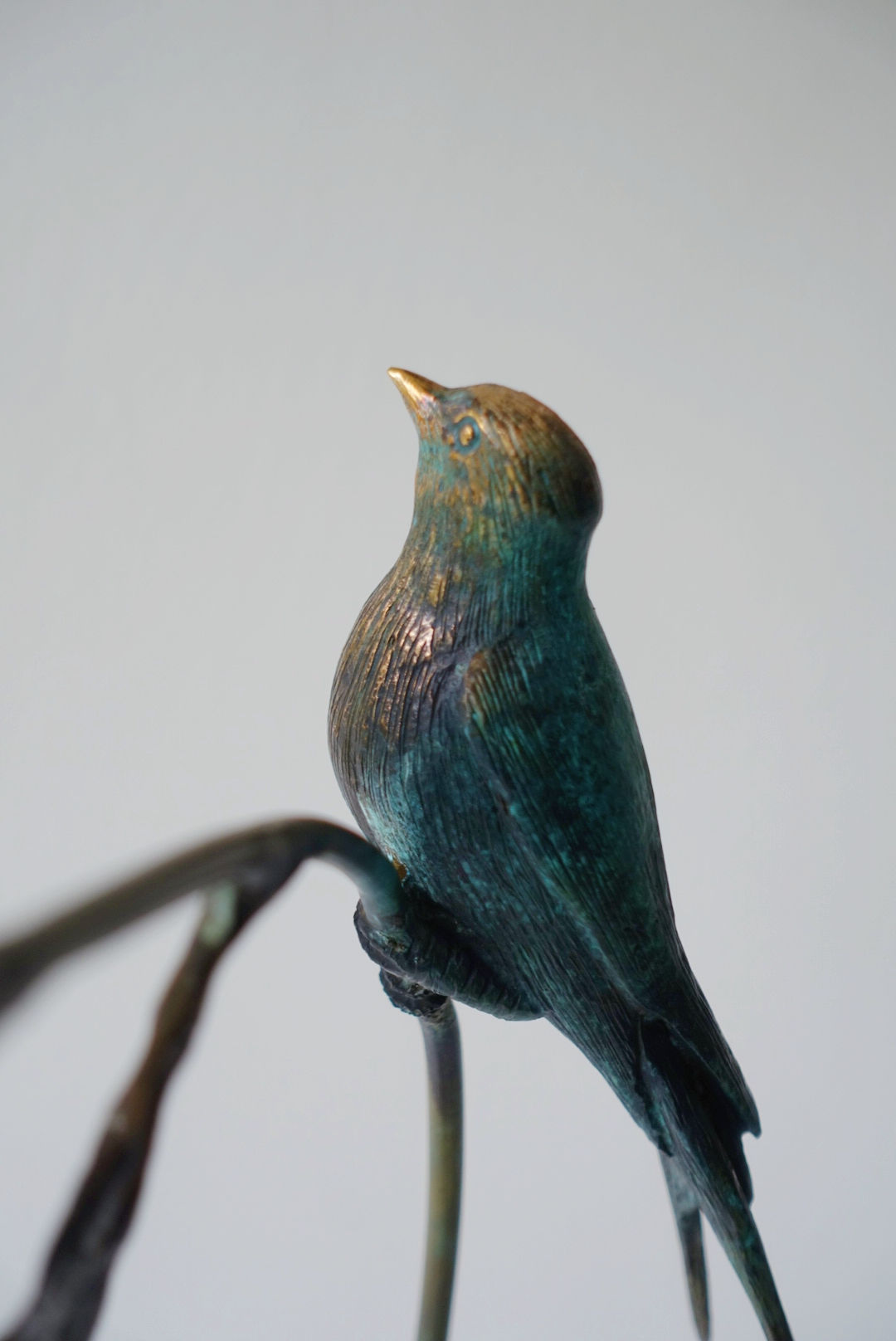 Seedpods Blue Swallow