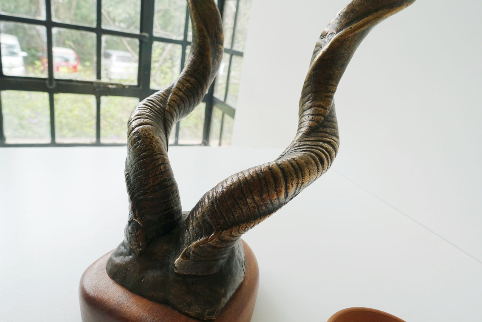 Lesser Kudu Horns
