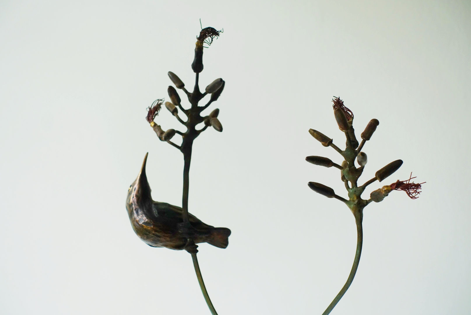 Small Aloe