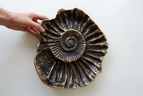 Ammonite (L) (2).jpg