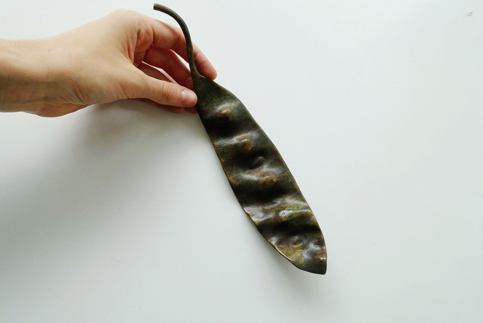 Lebbek Seed Pod