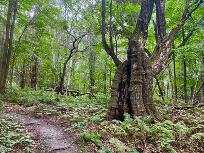 Try Again Tuesday Night