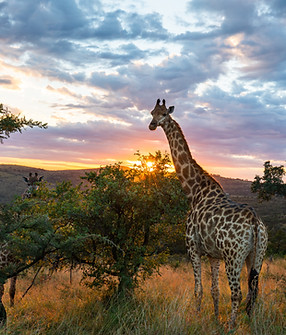game drive.jpeg