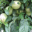 Thumbnail: Pepino Melons