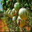 Thumbnail: Pepino Melons