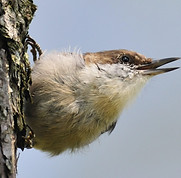 Br Headed Nuthatch - William Chitty - Audubon Photography Awards.jpg
