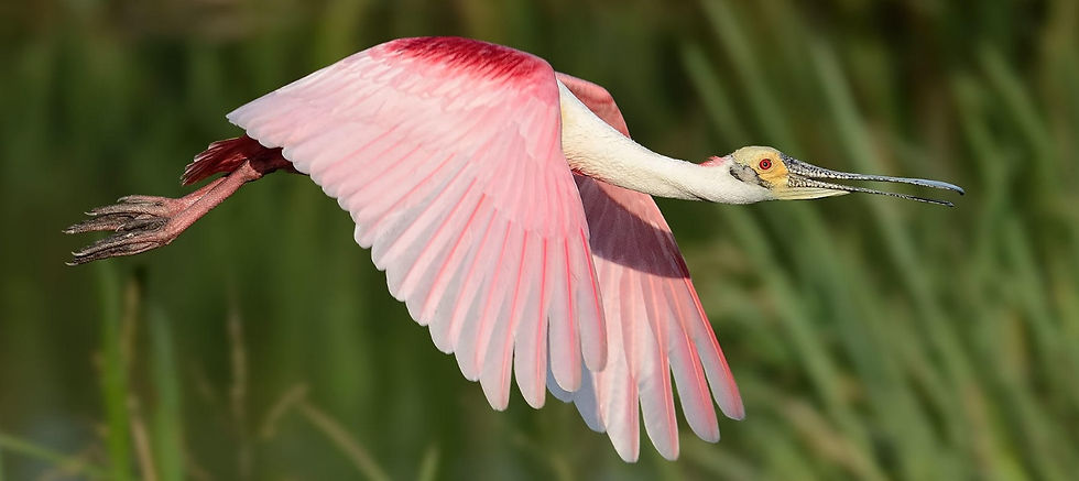 Art & Essay Contest Winner Announcements - "My Favorite Bird" (1)