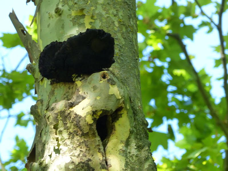 Diagnostic phytosanitaire - champignon