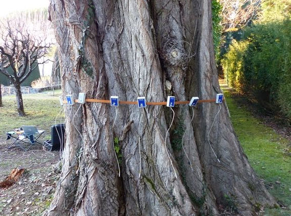 Expertise arboricole - tomographie sonore
