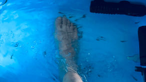 フィッシュセラピーはじめました