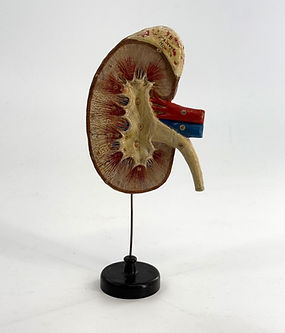 Dr Auzoux's Kidney Model