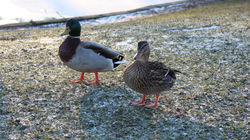 Project 8 - Love Birds