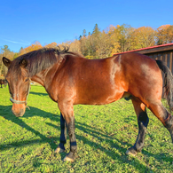 Brown horse standing in a sunlit field with autumn trees