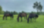 3 horses grazing out in a field