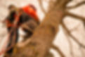 SAFE QUALITY TREE REMOVAL