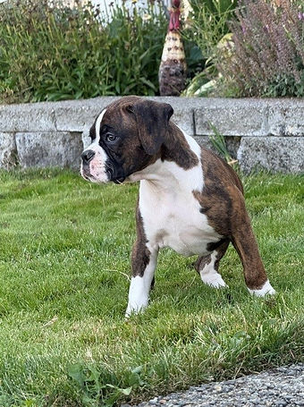 Gray_8Weeks.jpg