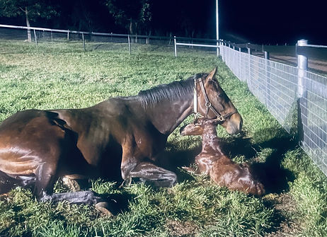 Mare-and-Foal-Foaling-Down-Services_Hunter_Valley.jpeg