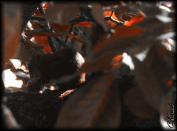 Saveur d'Automne