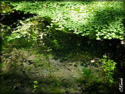 Forêt liquide