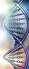 Polynucleotide, showing DNA double-helix, skin improvement