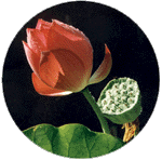 lotus023.gif