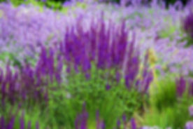 AdobeStock_167523491.jpeg