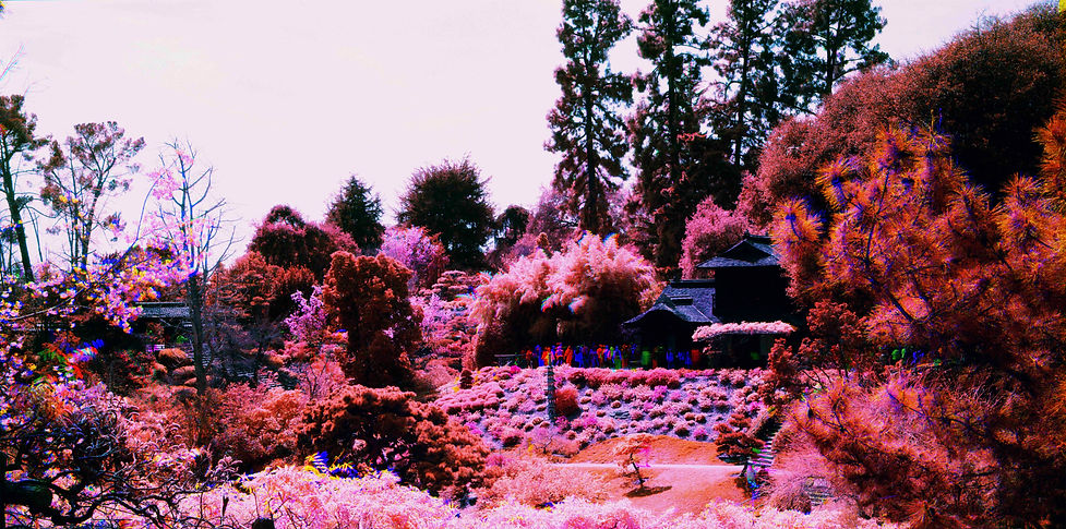 Japanese Garden | Color Photography