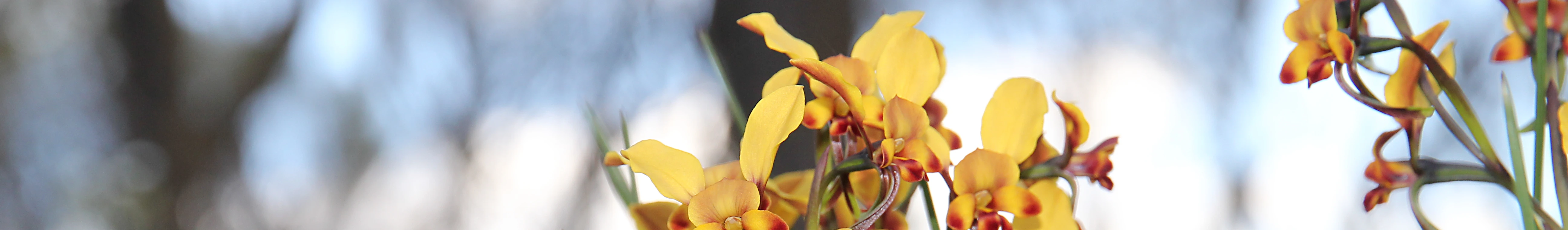 Orchid Reserve.webp