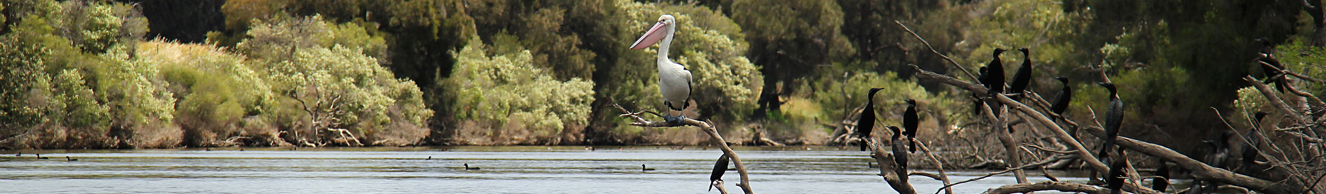 front-page-pelican+little-black-cormorants.webp