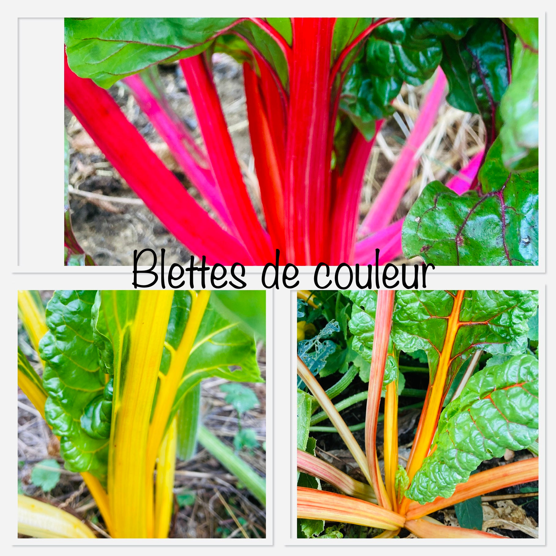 Graines de Blettes de couleur - Légumes feuilles - Semences reproductibles - Les jardins de Valou