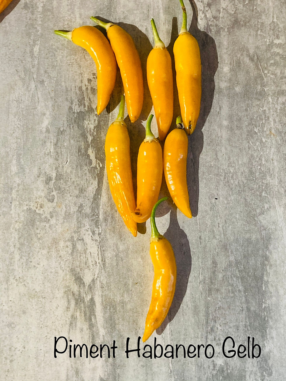 Miniature : Graines de piments en mélange - Semences reproductibles - Les jardins de Valou