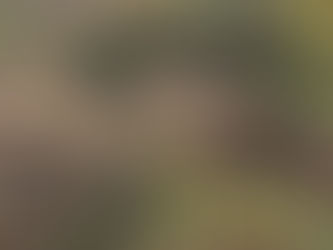 Paillage or not Paillage? Telle est la question!