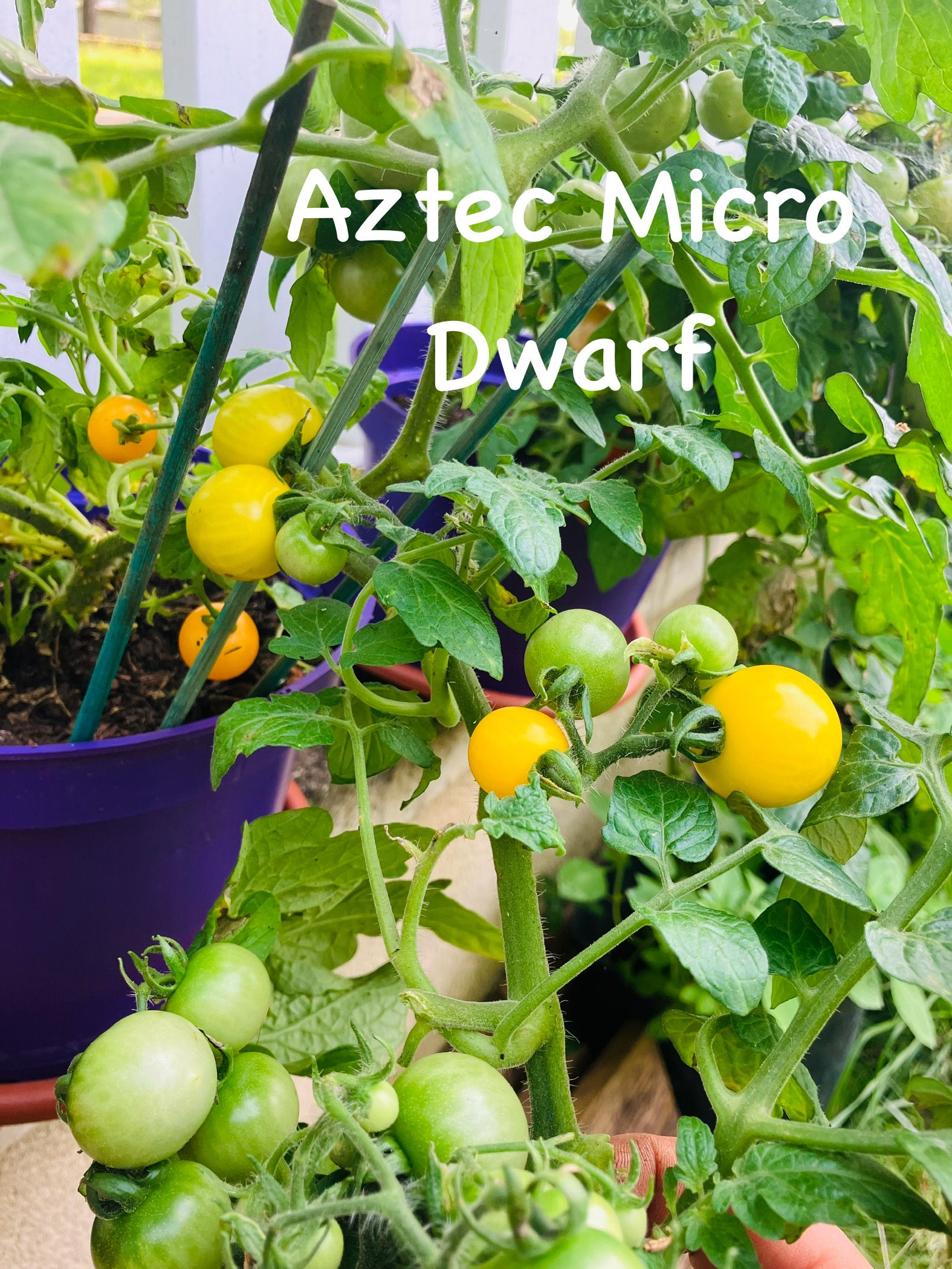 Graines de tomate Aztec Micro Dwarf - tomate naine - semences reproductibles - Les jardins de Valou