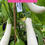 Miniature : Graines d' Aubergine Icicle - Aubergine blanche  précoce longue - Semences reproductibles - Les jardins de Valou